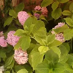 Belen 3*