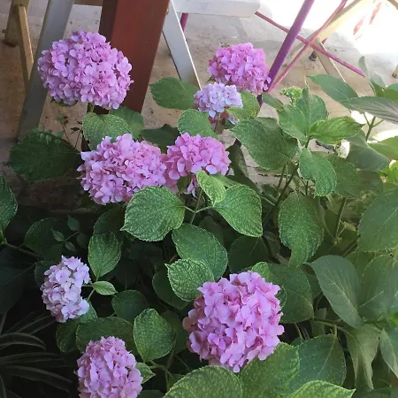 Ξενοδοχείο Belen