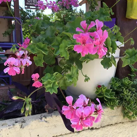 Belen 3* Σιντέ